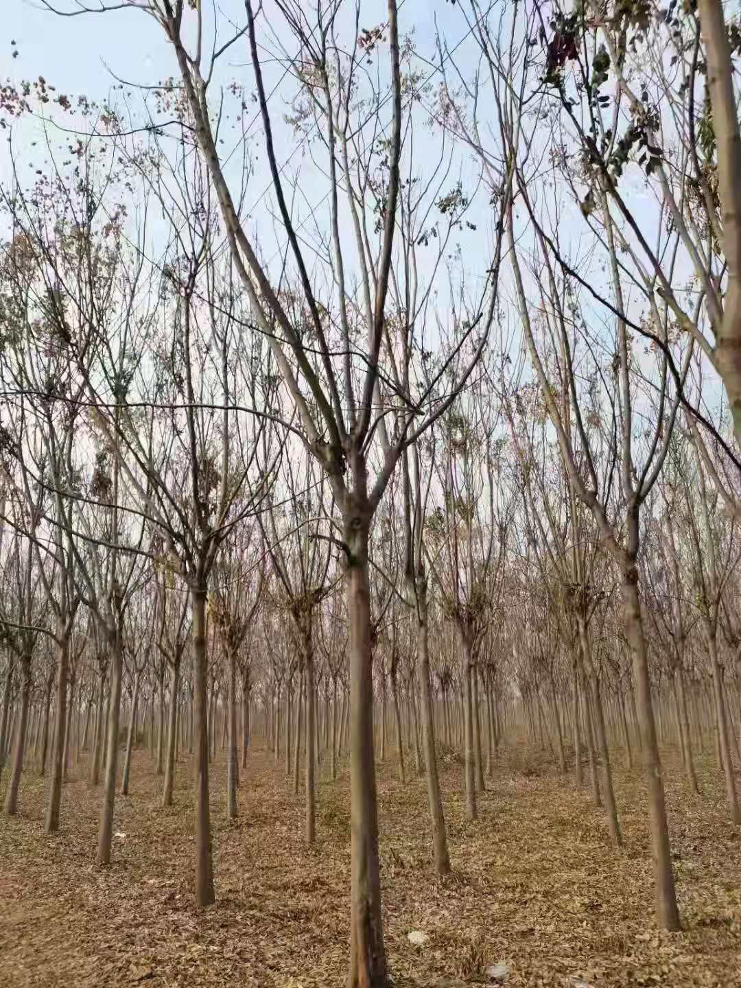栾树 