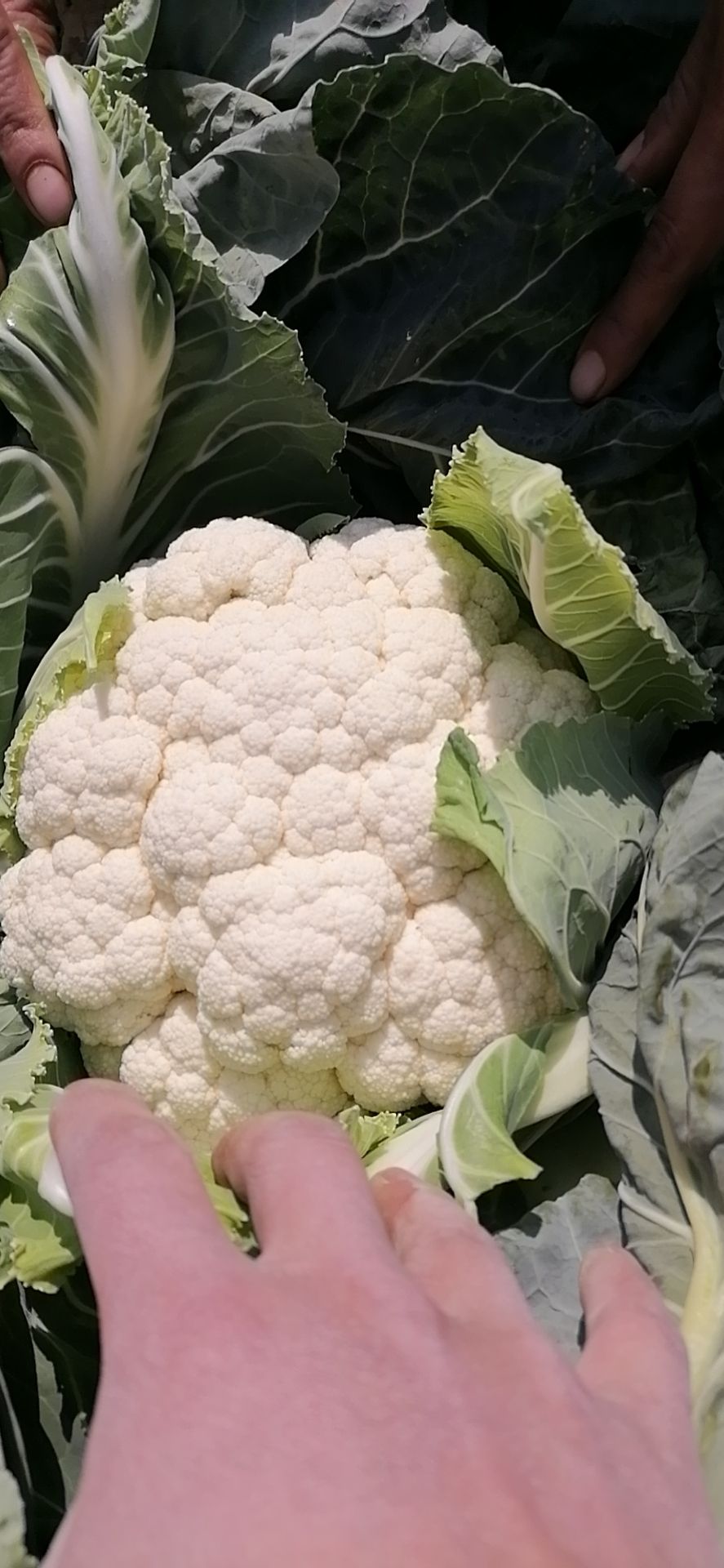 白花菜花 紧密 云南省红河哈尼族彝族自治州泸西县 1~2斤 