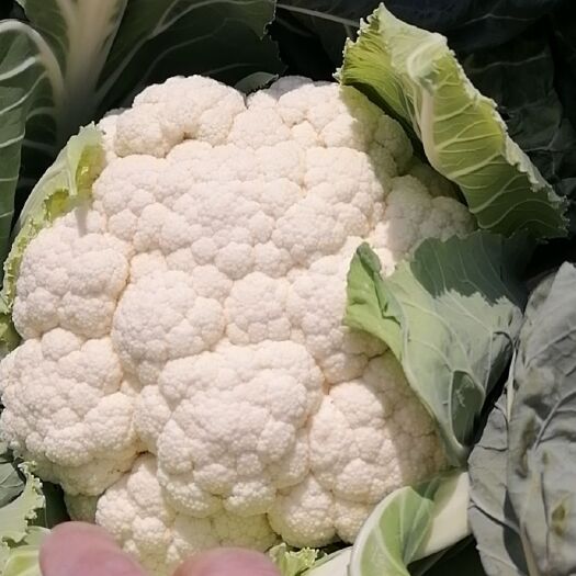 河口县白花菜花 紧密 云南省红河哈尼族彝族自治州泸西县 1~2斤 