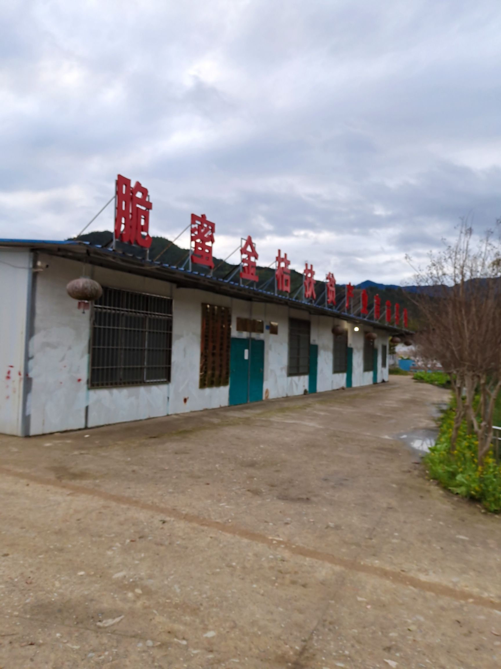 脆蜜金柑苗 嫁接苗 杯苗，裸根苗 