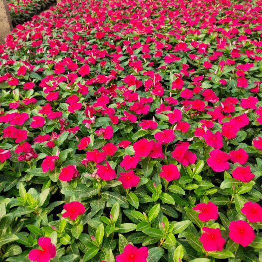 长春花 长春花杯苗 长春花种植基地 长春花价格，长春花产地