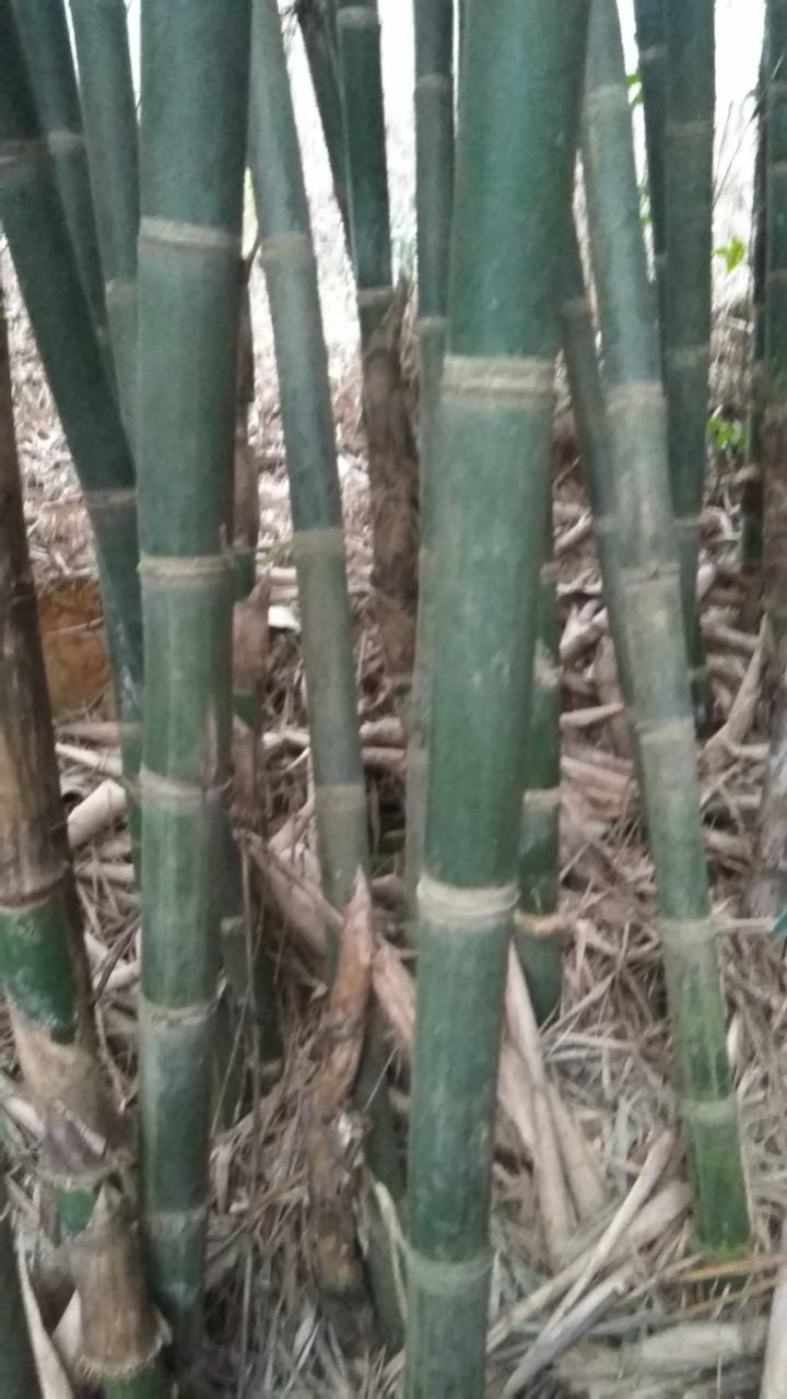 大量有排山竹出售