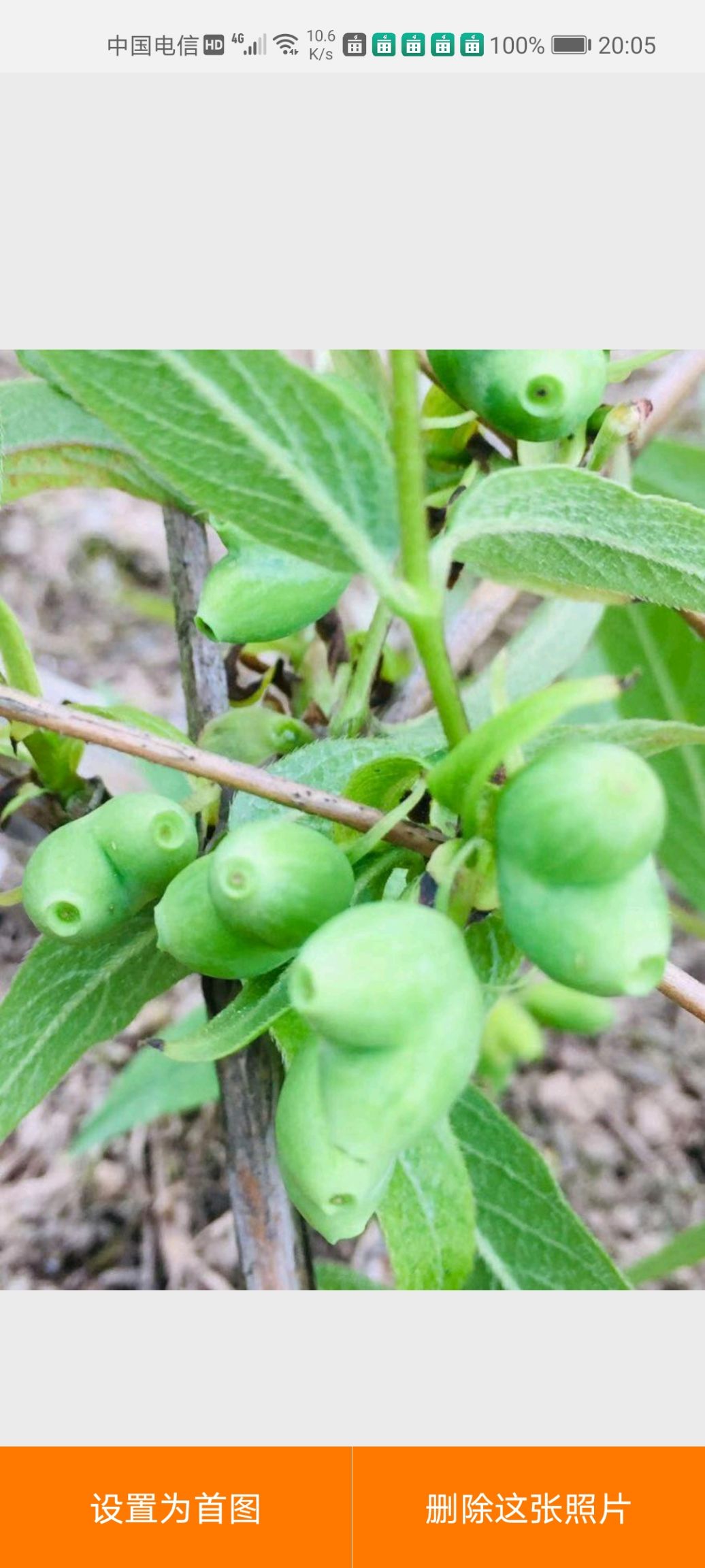 杈杷果苗  相思果、杈杷果树苗、无核樱桃、苦糖果树苗