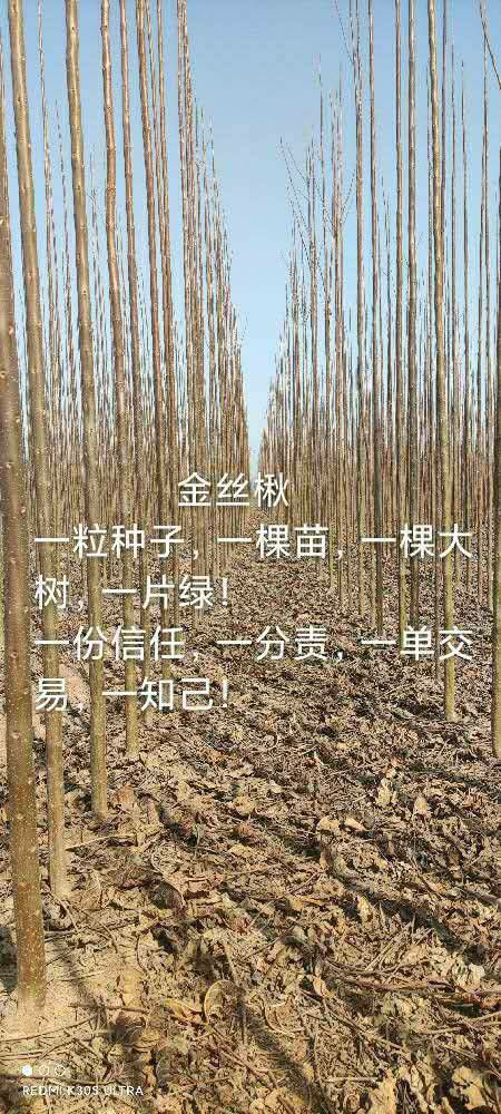 金丝楸 米经3公分，高3..2米