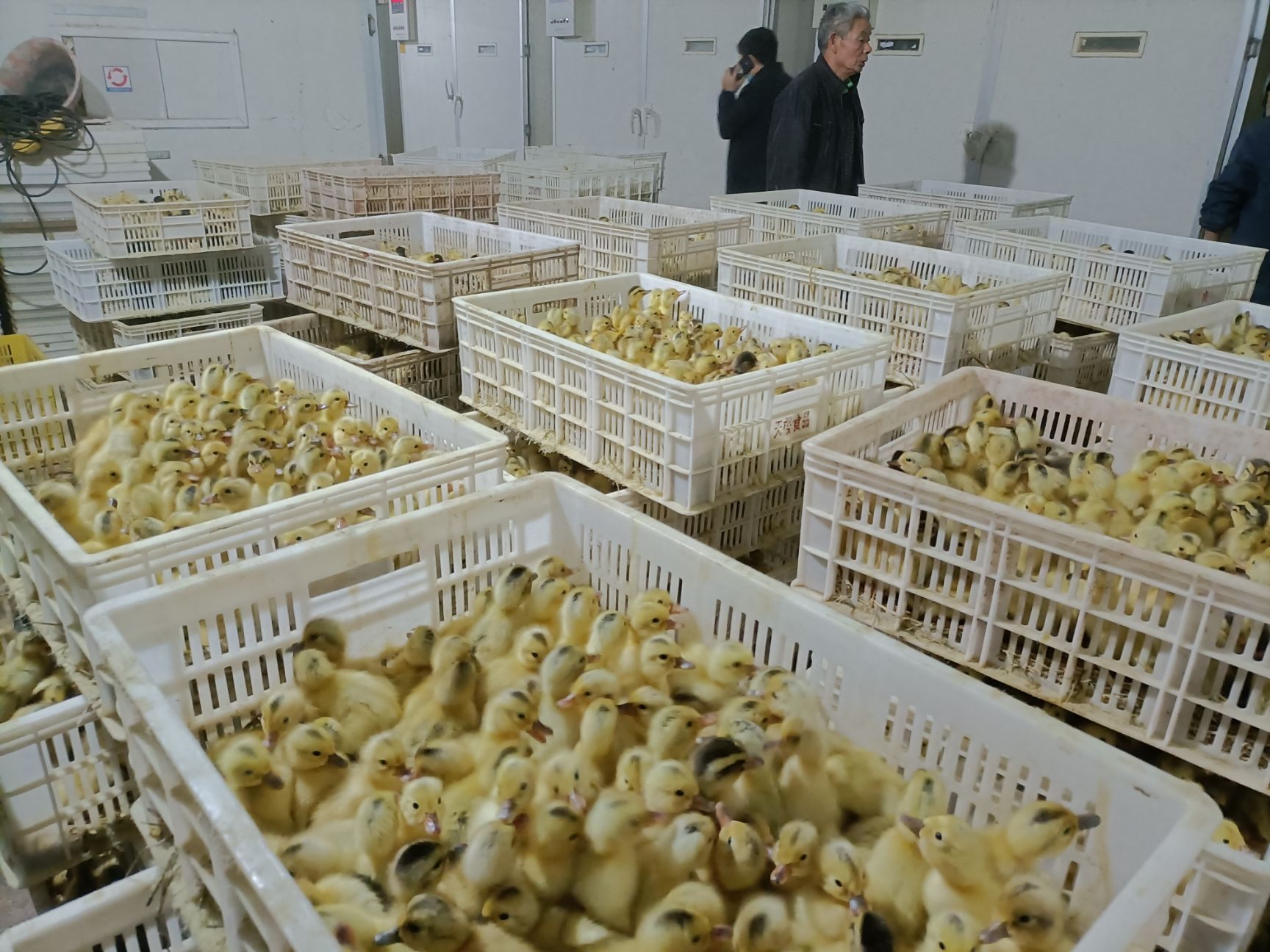 蛋鸭苗  、麻鸭苗、各种禽苗孵化厂直供，一手货源全国发货