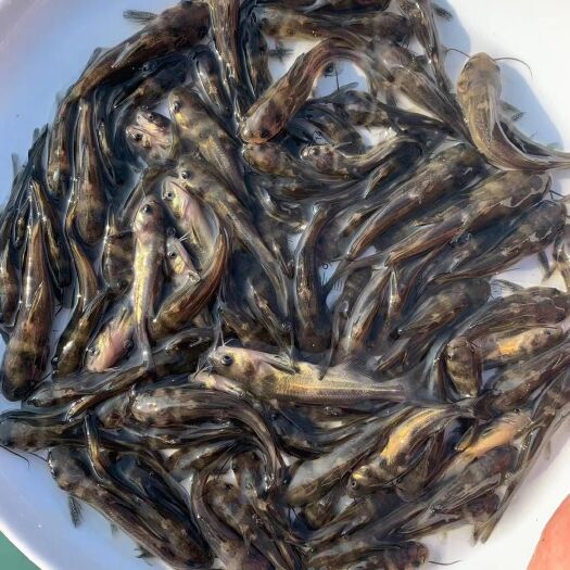 广州杂交黄骨鱼苗 黄颡鱼苗 黄辣丁 黄丫头 昂刺鱼 黄桑鱼 稻田