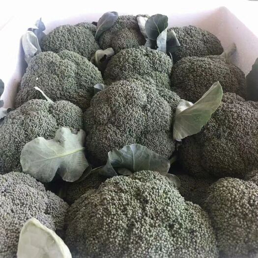 云南优秀西兰花大量上市， 欢迎老板前来选购