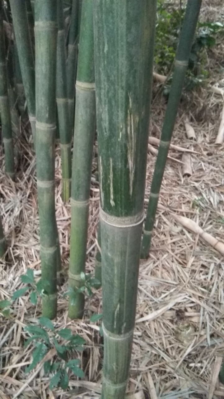 大量有排山竹出售