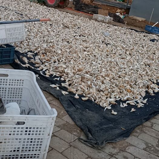 新野县 自家基地的干蘑菇，纯手工撕的