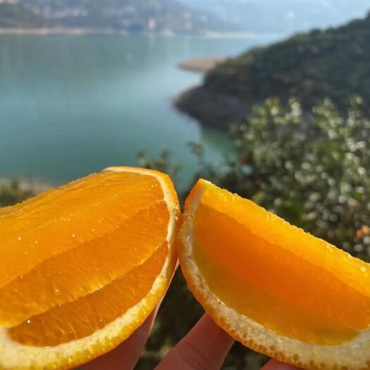 秭归县湖北秭归脐橙！中华红，早熟伦晚，欢迎各位老板联系我！