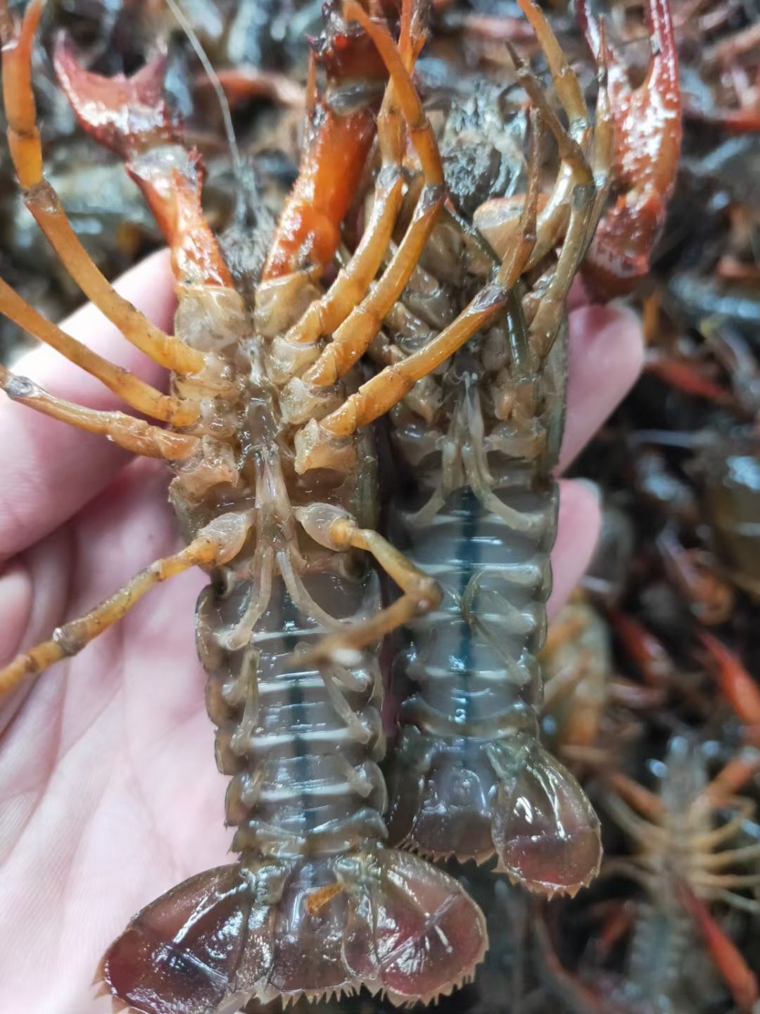 小龙虾  456中青