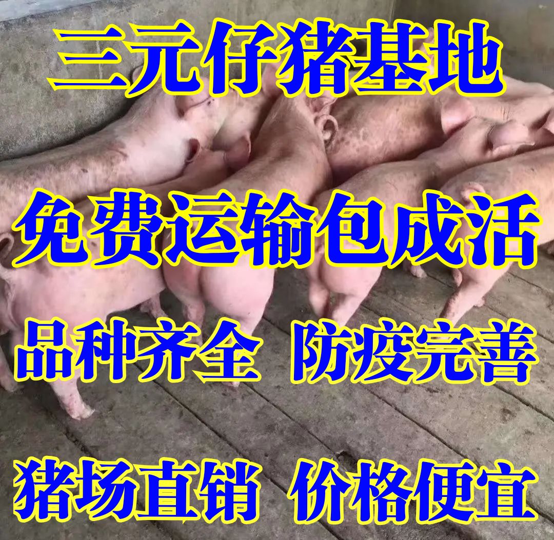安乡县猪场直供优质三元仔猪 长白杜洛克 防疫齐全 备案车包运到家