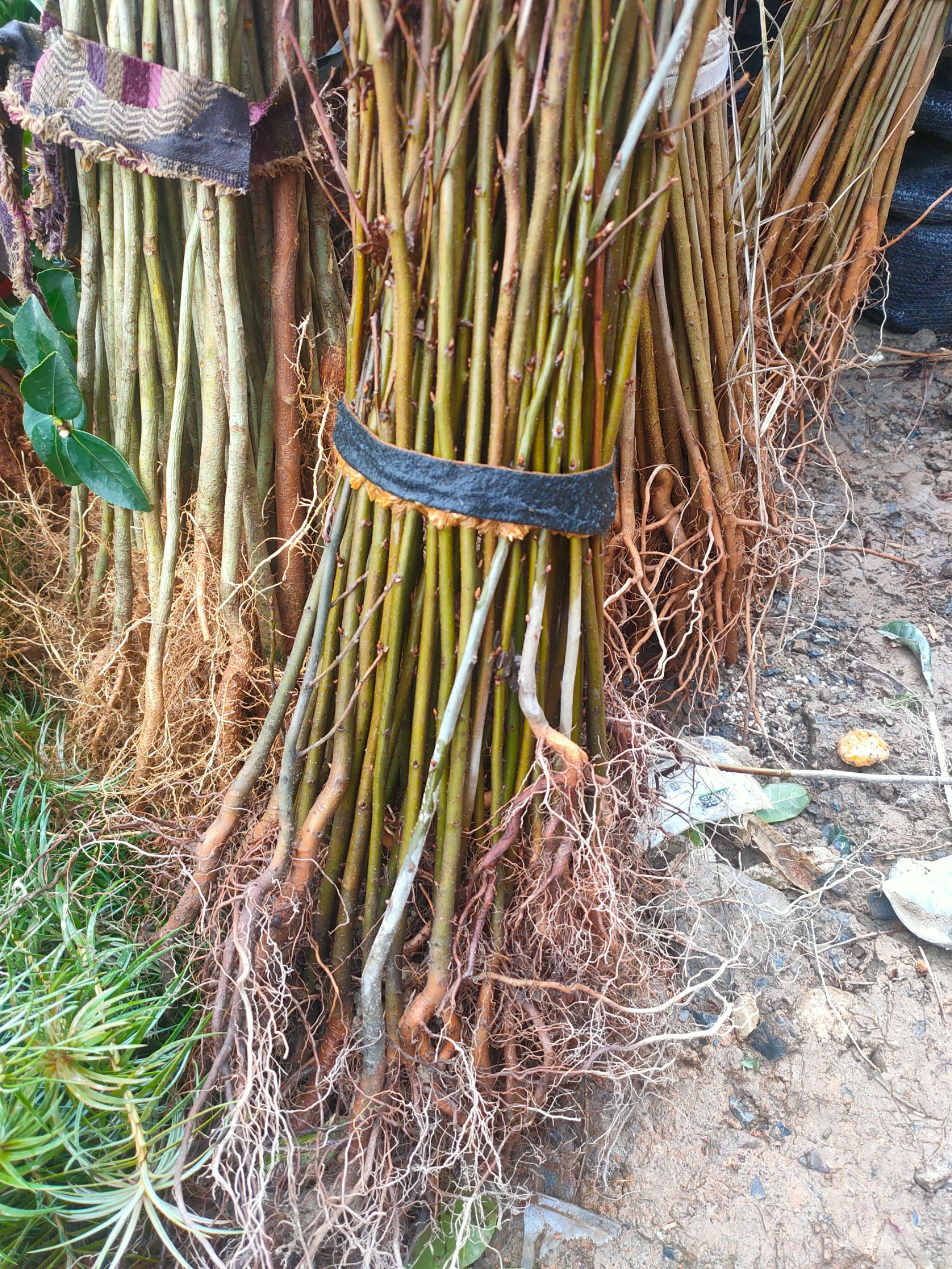 枫香树  自家苗圃种植的枫香苗
