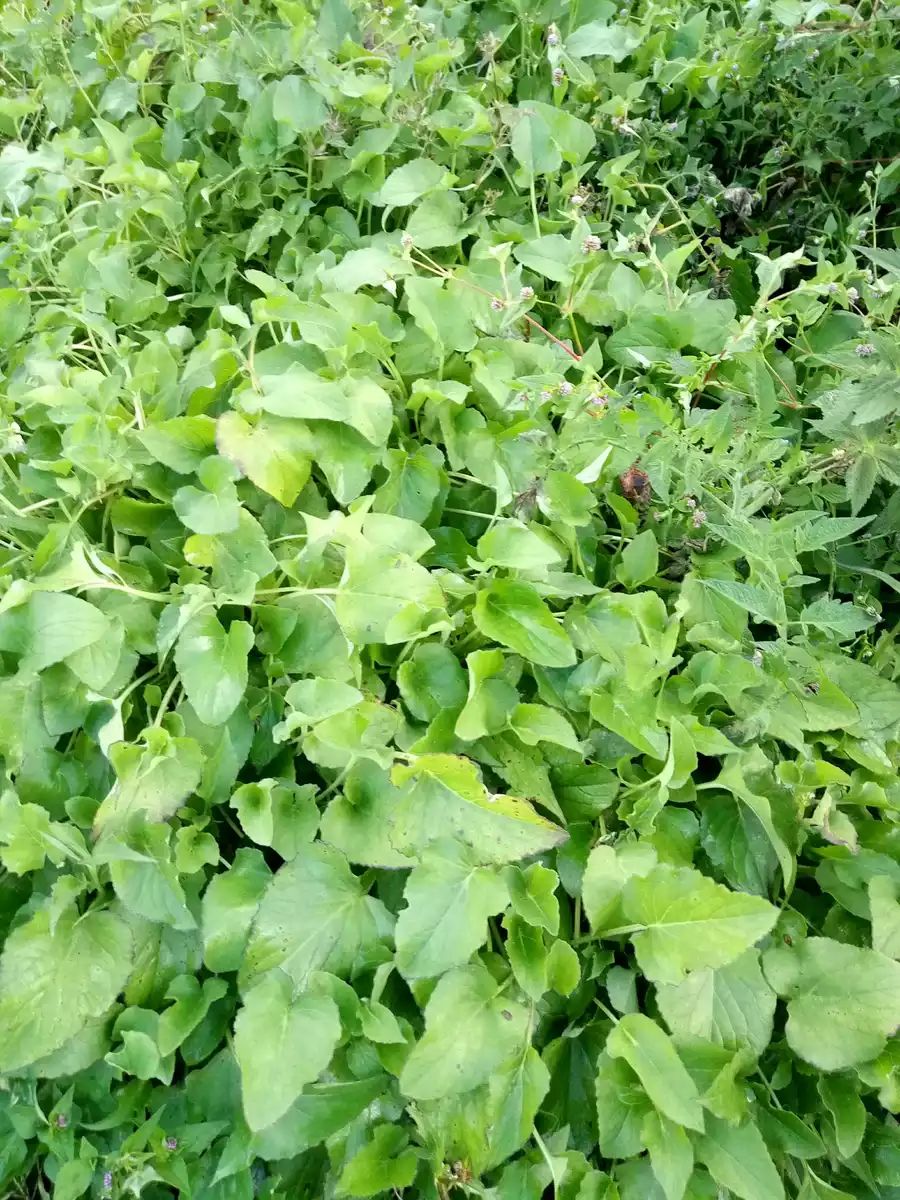 蜘蛛香 臭药苗 马蹄香苗