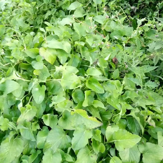 丽江蜘蛛香 臭药苗 马蹄香苗