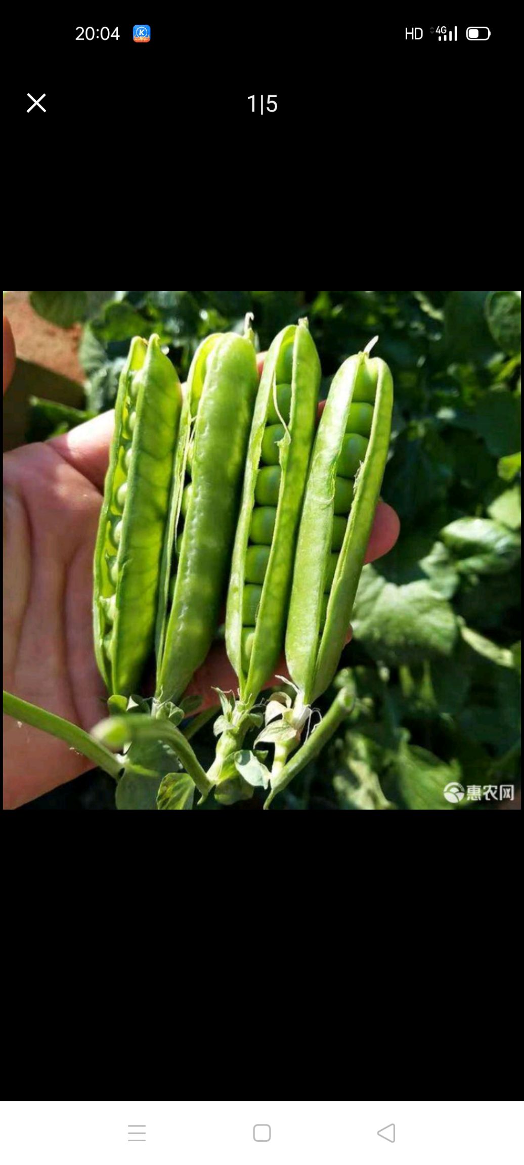 豌豆米 水晶豌豆，又名菜豌豆