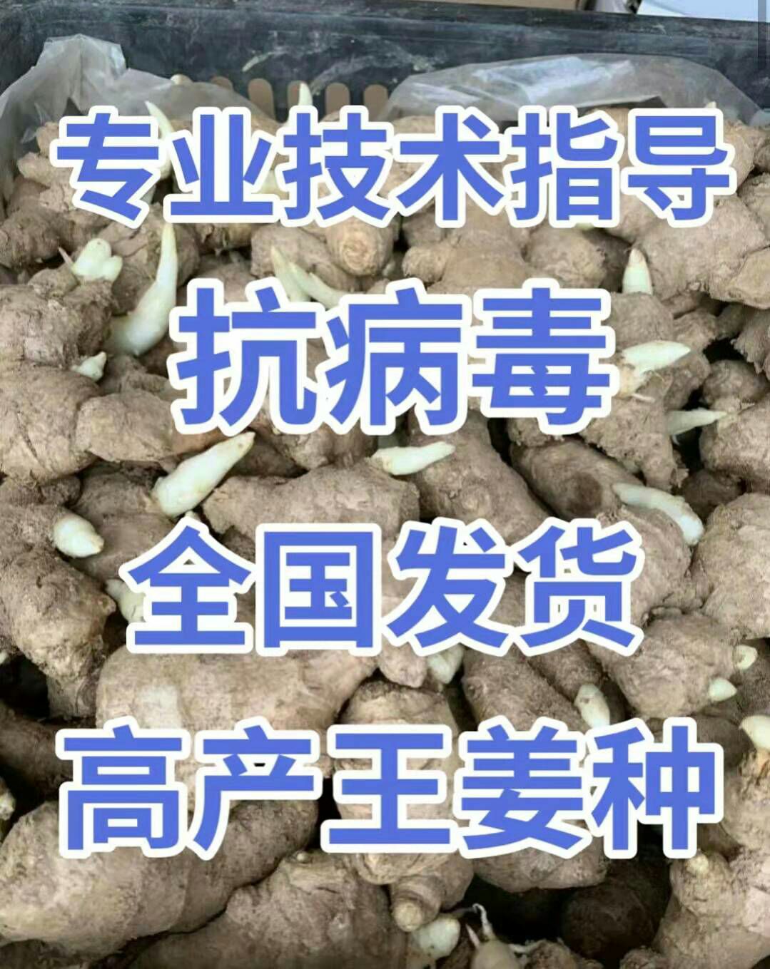368高产王姜种大量供应 亩产过万 专业技术指导 全国发货
