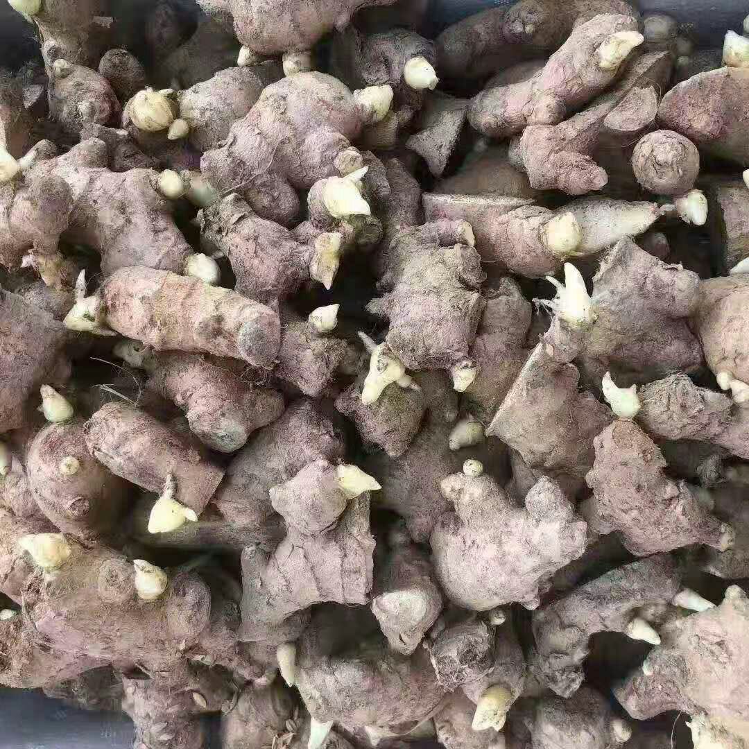 368高产王姜种大量供应 亩产过万 专业技术指导 全国发货