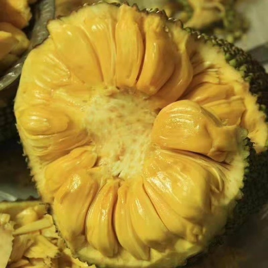 陵水县马来1号菠萝蜜，果园直供，整车批发，包邮发货