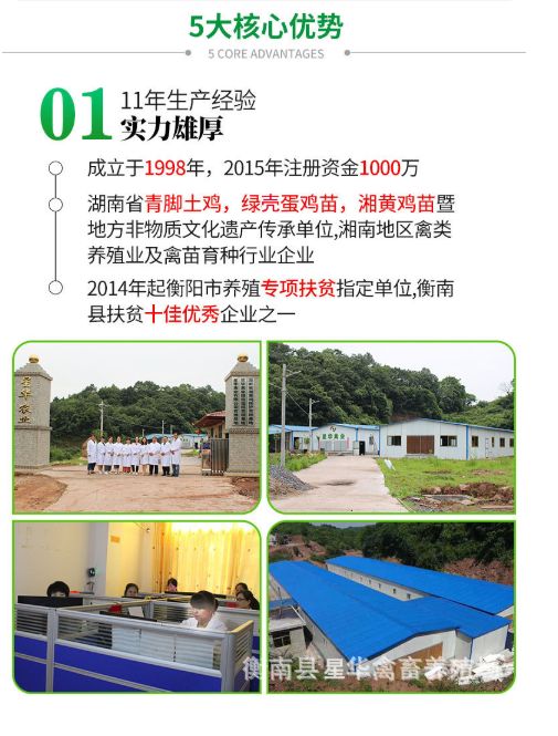 五黑鸡苗  五黑一绿鸡苗  绿壳蛋鸡苗   乌骨鸡苗  厂家