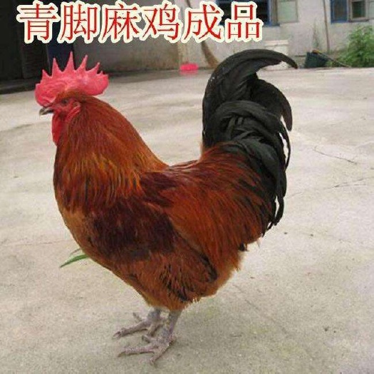 南宁青脚麻鸡苗，全国发货，包打疫苗，运输包路损，全程技术指导。