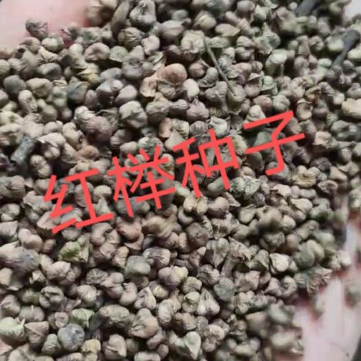 定兴县榉树种子  红榉种子全新货，如假包换芽率好，质量有保障。