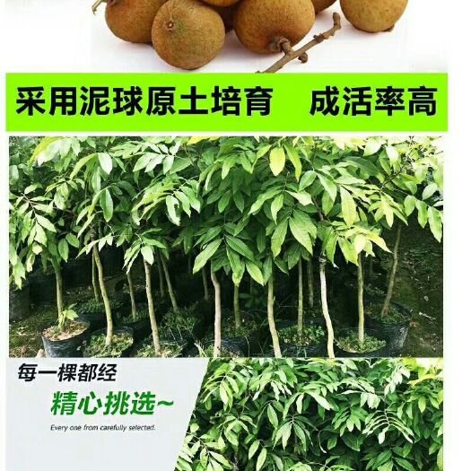 普宁市龙眼苗  龙眼直生苗、头径0.8高50-70