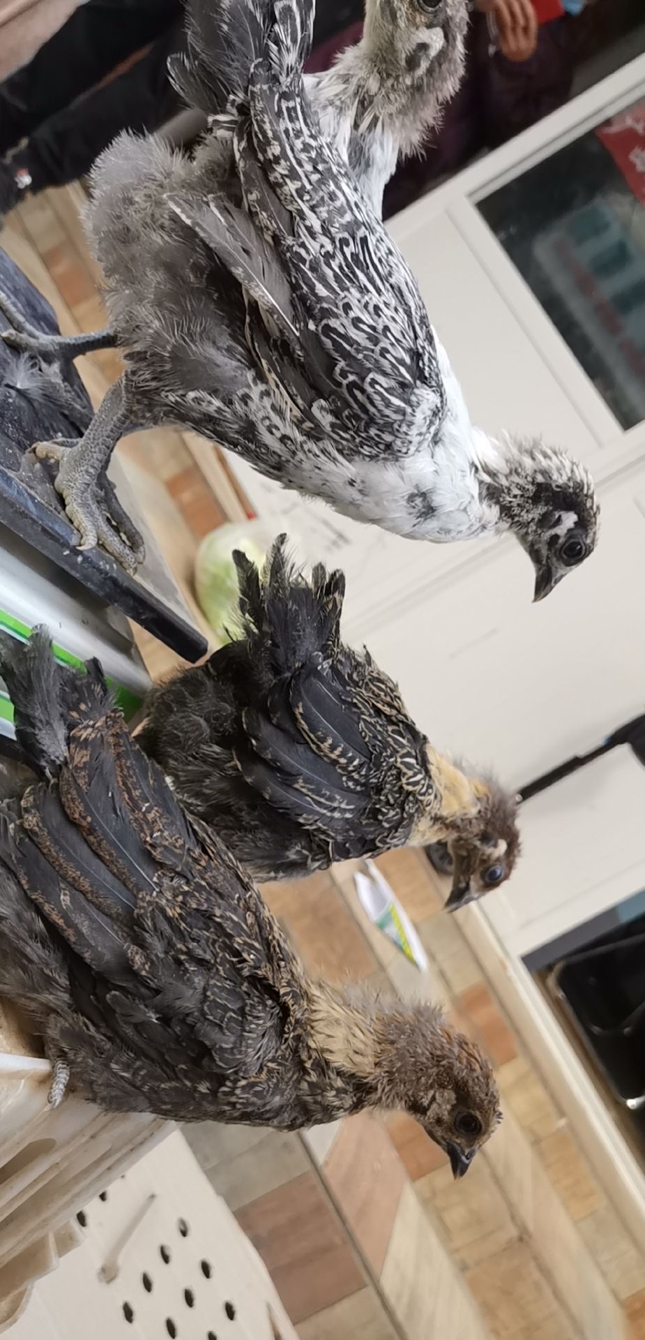 蛋鸡苗 脱温高产麻羽黑肉绿壳蛋鸡