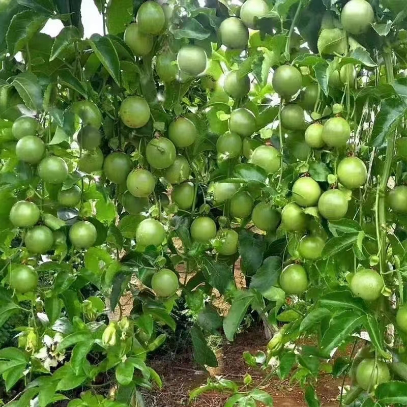 紫香一号百香果苗  带营养杯发货 四季开花结果 种植半年即可开花挂果