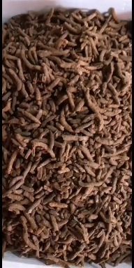 禄劝县东亚飞蝗  膨化卵