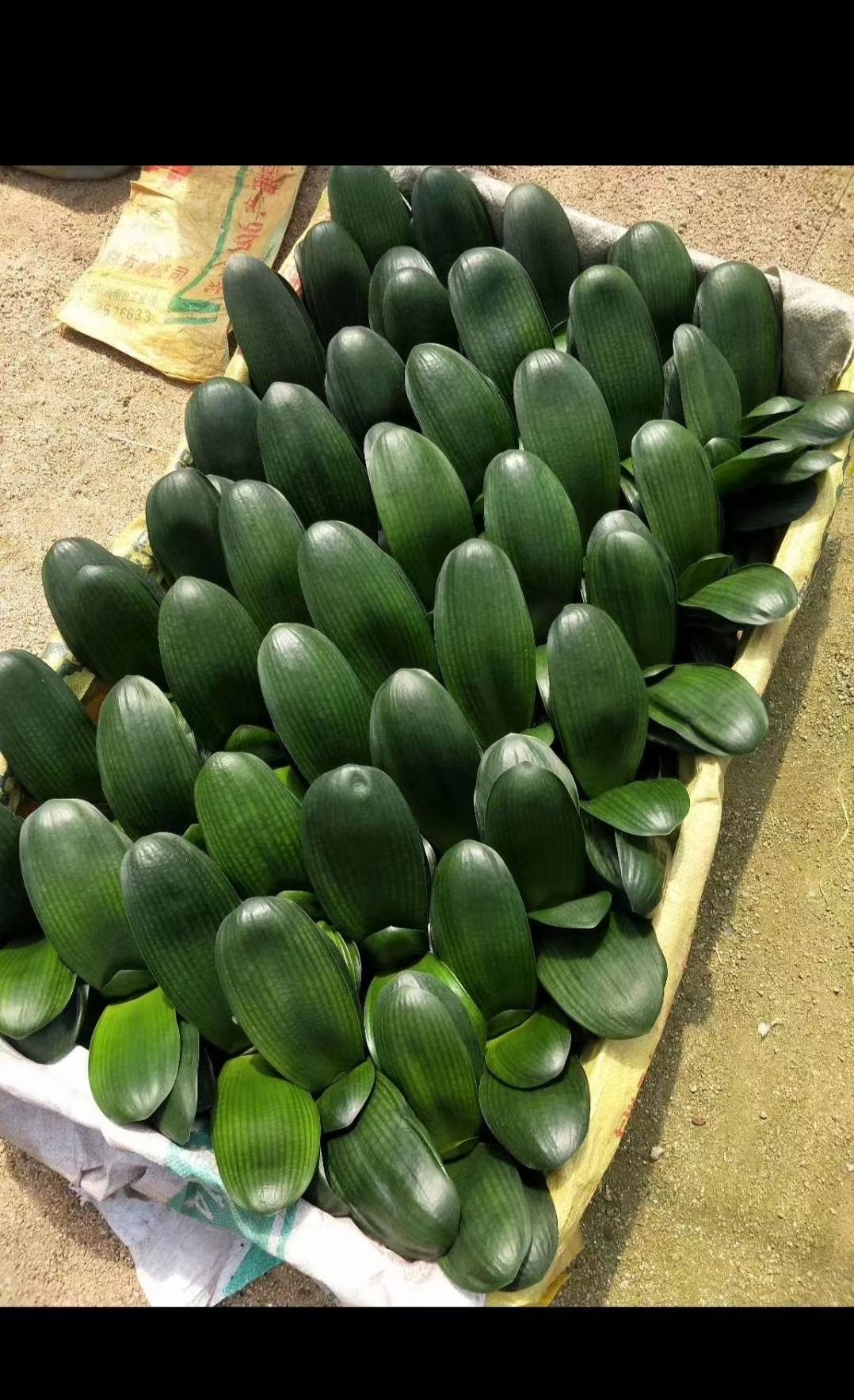 君子兰盆栽  君子兰 鞍山串 大元宝10到12叶之间