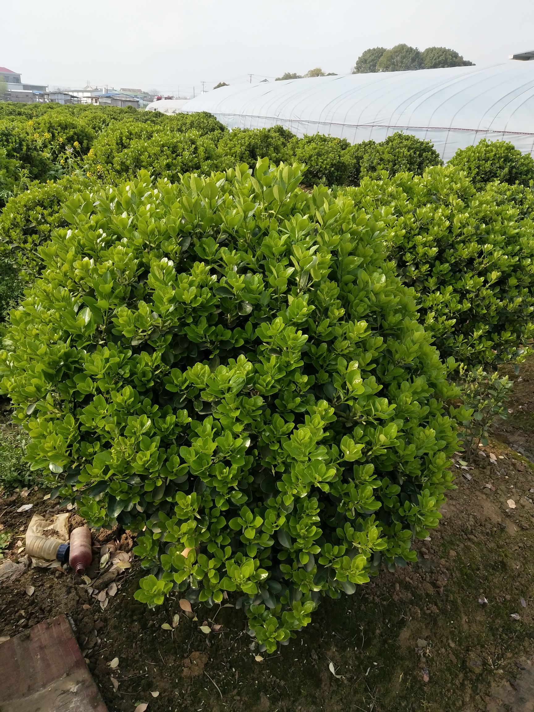 大叶黄杨球冠幅120-150型号基地直销