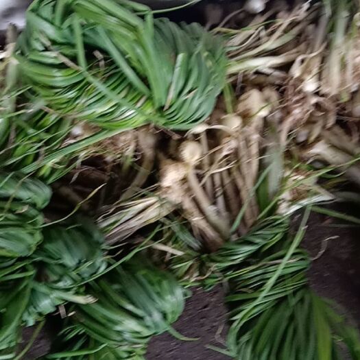 安顺野蒜 全野生苦蒜，粗壮细嫩，味道鲜美现挖现卖