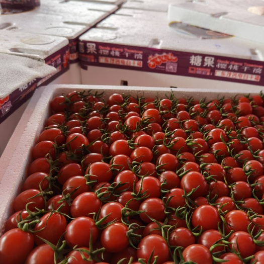 东莞市釜山88圣女果 代销全国各地水果，海南，广西，山东，电白千禧 玲珑