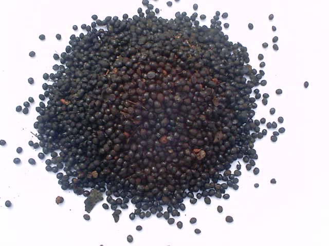 四津九叶青花椒籽