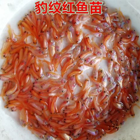 广州 红鲤鱼苗 兴国红鲤鱼苗 杂交红鲤鱼苗 建鲤鱼苗