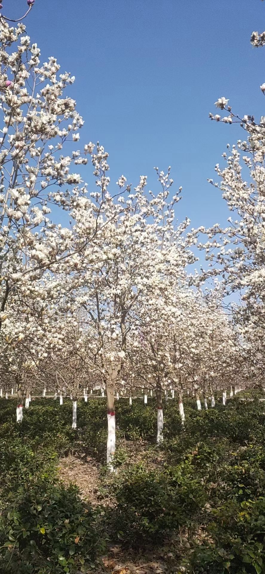  高杆精品白玉兰红玉兰紫玉兰