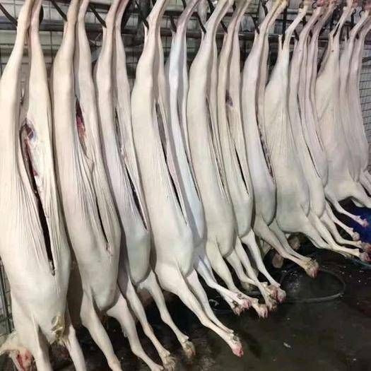 扎鲁特旗白条羊  绵羊：沁绿羊肉，自然品质，来自天堂草原的清新，优