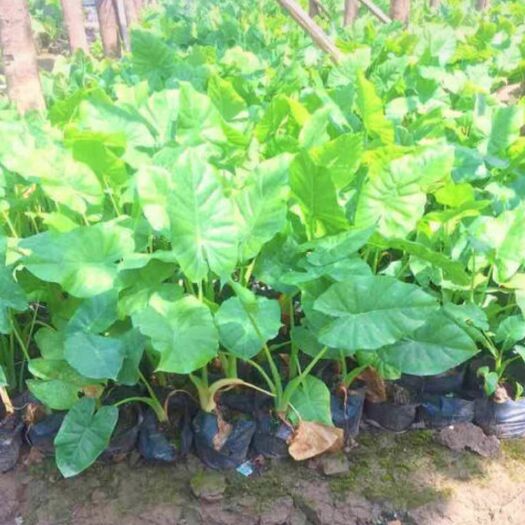 丽江 海芋苗 巨型海芋