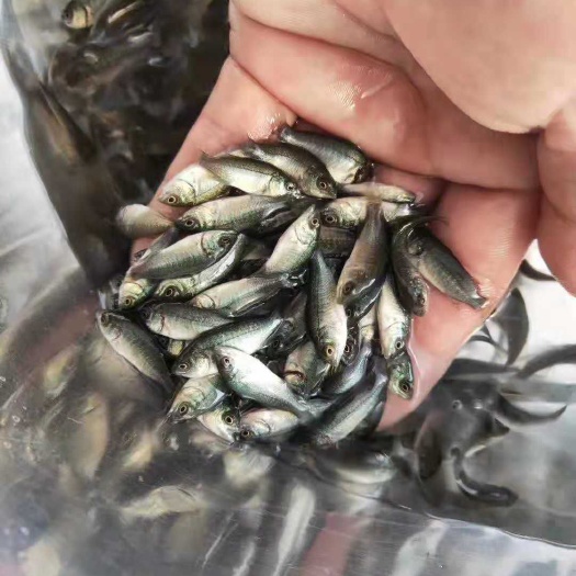 广州丁桂鱼苗  鱼苗包邮丁岁鱼种苗须岁鱼种苗淡水养殖丁鲑鱼丁贵鱼