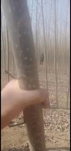 天津 107速生杨，四，五公分量大，干直无病虫害适应造林，城市绿化