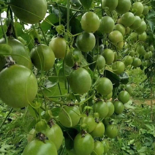灵山县紫香一号百香果苗  带营养杯发货 四季开花结果 种植半年即可开花挂果