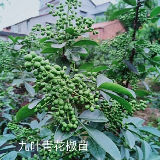 重庆市九叶青花椒苗  花椒树苗 花椒苗 青花椒苗基地直销现挖现发