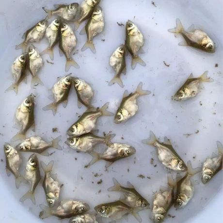 广州缩骨大头鱼苗 花鲢鱼苗 胖头鱼苗缩骨 鳙鱼苗活体淡水鱼苗