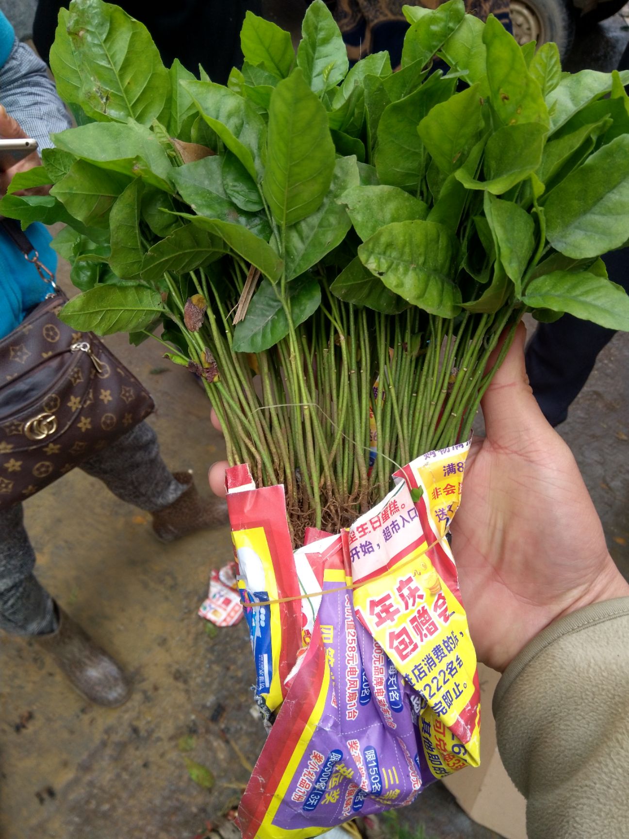 黄皮果苗 黄皮果小苗