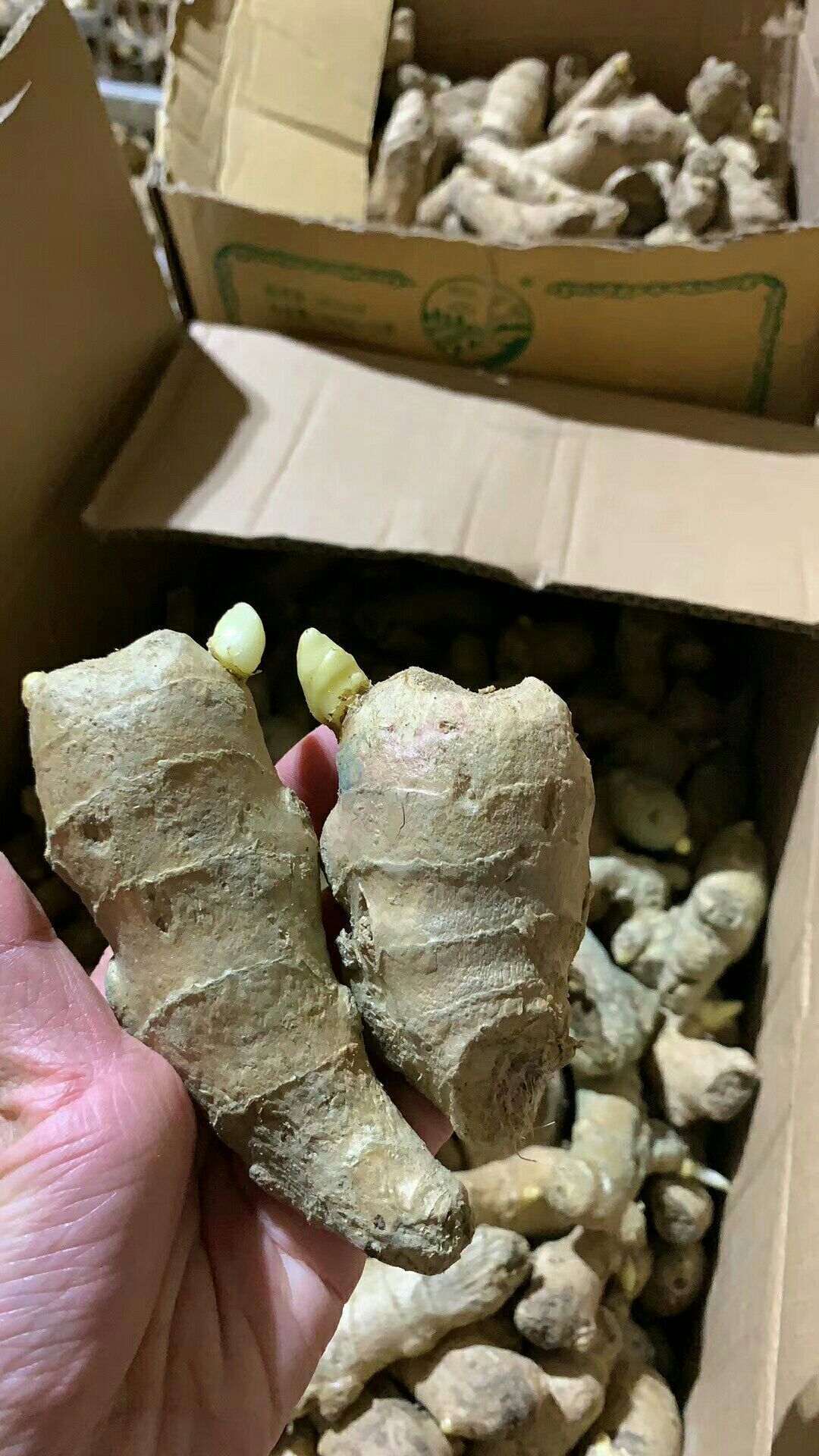 368高产王姜种大量供应 亩产过万 专业技术指导 全国发货
