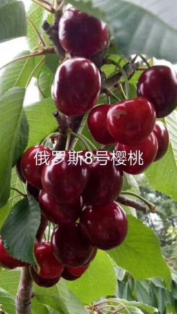 营口俄罗斯8号樱桃苗  俄8大樱桃(俄8)。耐寒，耐旱。色泽艳丽。口感香甜多汁。