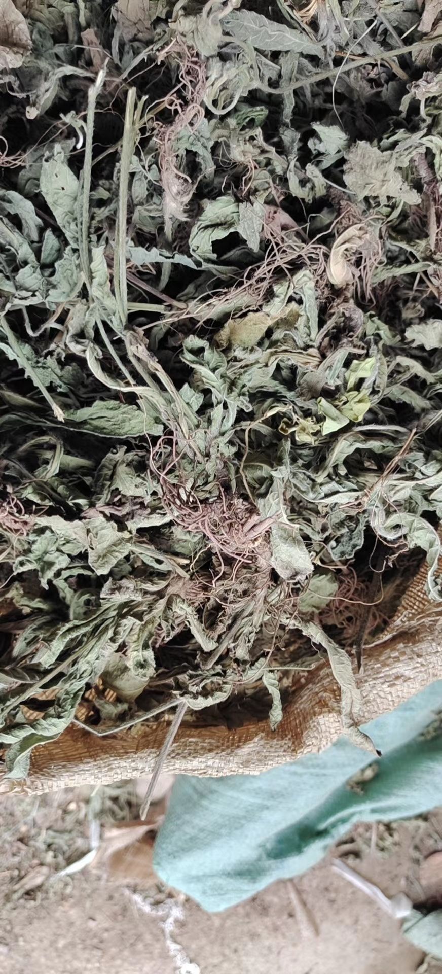 地胆草  坐地娘干货    无硫红花地胆头草  苦地胆草