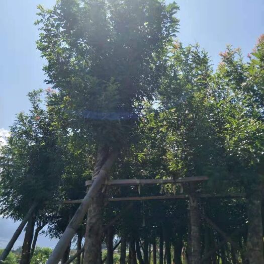 通海县清香木 青香树丛生，袋苗都有8到20公分