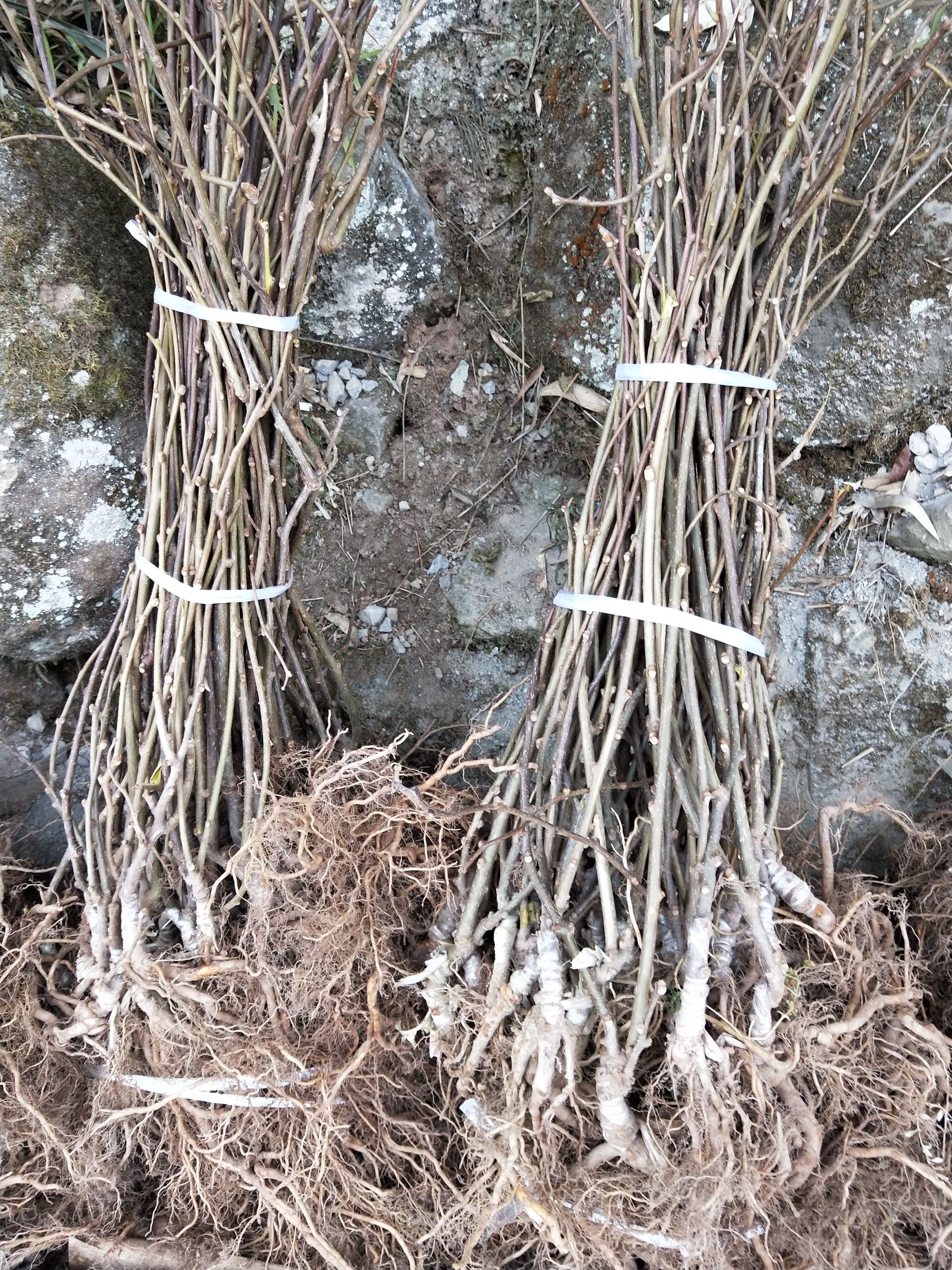 苍溪红心猕猴桃苗  四川红阳红心猕猴桃嫁接苗鲜货0.8公分以上大苗